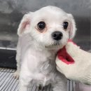 증평가정견훈련소 이미지