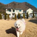 연희재 애견펜션 | [양산/연희재애견펜션] 대형견동반가능한 경남 양산 애견풀빌라 펜션 내돈내산 솔직후기