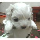 아지랑양이 이미지