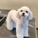 바닐라 애견샵 이미지