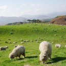 사계절목장 | 강원도]푸른 언덕 위 힐링! 평창 대관령 양떼목장 당일치기 여행 후기 (feat. 사계절 매력 만점 포토 스팟)