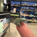 무실7길 | 물감으로 찍어놓은 듯한 스팟!! 울트라 프로맥스 화트프 부천 입고!!