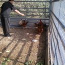 동림목장 이미지