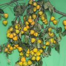 추석상차림 감사회답 감꽂이 이미지