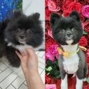 펫플러스라이프 이미지