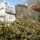 사철나무집민박 이미지