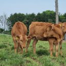 대곡목장 이미지