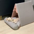 오룡애견미용 이미지