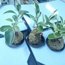 전주양지초등학교 이미지