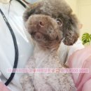 초코퍼피 애견미용실 이미지