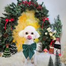 라그라스 그루밍 이미지