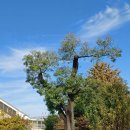 삼봉3리 | 바람이 머물다간 그곳 평택에 인물이 있었네