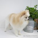 도그이살롱 이미지