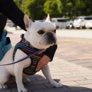 강아지산책 이미지