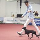 보성이탈리안그레이하운드 이미지