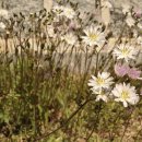 홍주의사총 이미지