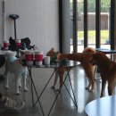 도기온 (doggyon) 이미지