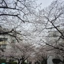 동대신1동골목시장 | 부산벚꽃 명소 - 대신동삼익아파트