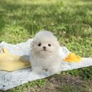 라이프독 시흥점 24시 강아지분양 고양이분양 | [실시간분양] 시흥강아지분양 털 빠짐 없는 소형견 말티숑분양