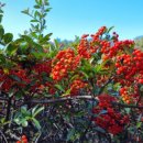 표준반상 이미지