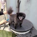 강남애니펫샵 이미지