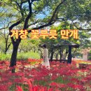 새갈천 | 거창 꽃무릇이 만개한 갈계숲