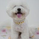 기억하개 이미지