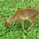 ＜니 묵고 내 묵고＞어린 고라니 콩밭에 내려와 이미지