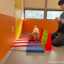 밤밤 애견유치원 이미지