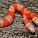 (주)알비노 이미지