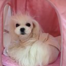 미니 앤 바니 애견샵 이미지