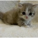 도그마루 고양이 강아지 무료분양 이미지