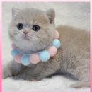 고양이 분양 제나캣 울산점 이미지