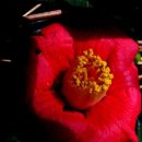 동백아가씨 이미지