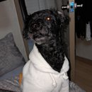 GS25청주맘모스점 | [공지] [포포감먹일지] CU 신상 | 405 명장 카스테라맘모스 &amp; 판다젤리 솔직 후기