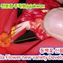 동백꽃 신품종 개발-Camellia Flower new variety Development 주작원 기술 대공개 유튜브 채널 공유 이미지