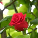 장미다방 이미지