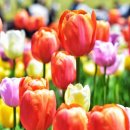 컬러심리상담사 2급 이미지