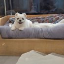 미소짓개 네이버블로그