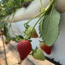 군유 농장 이미지