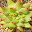 별따오기 이미지