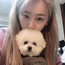 내품에 강아지 이미지