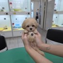 샵펫 강아지분양 울산점 | 나주강아지분양 부담없는 펫샵