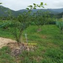 청솔농장3 이미지