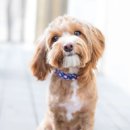 강아지야 이미지