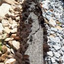 시암농장 이미지