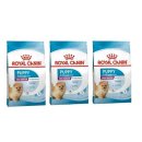 로얄퍼피 이미지