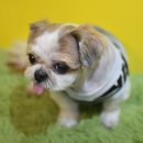 둘리애견 이미지