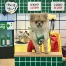 포댕 이미지