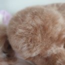 동탄 스케치 동물 병원 이미지